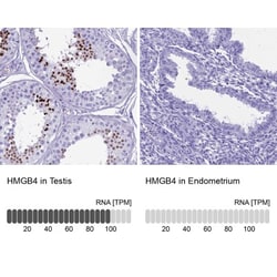 HMGB4 Antibody, Novus Biologicals:Antibodies:Primary Antibodies